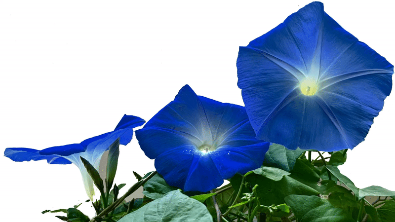 "Glowing flowers"
The flower called Morning glory animated with sparks and flames. Copyright Kristina Ejstes-Svensson